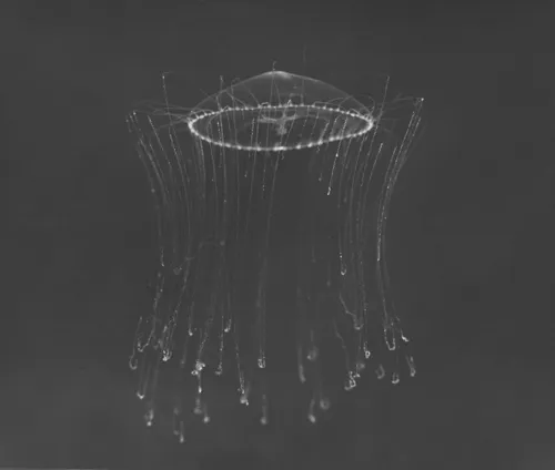 Dipleurosoma typicum