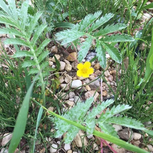 common silverweed