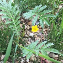 common silverweed thumbnail 1