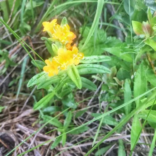 hoary puccoon