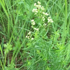Northern Bedstraw thumbnail 1