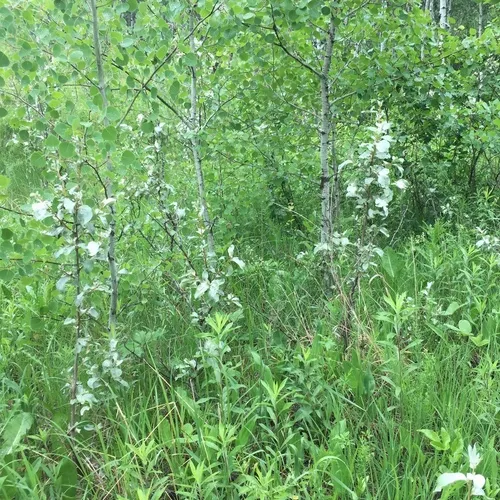 Silverberry