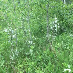 Silverberry thumbnail 1