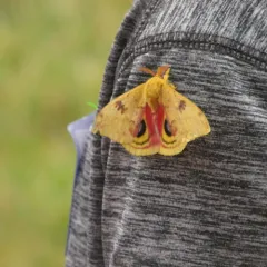 Io Moth thumbnail 3