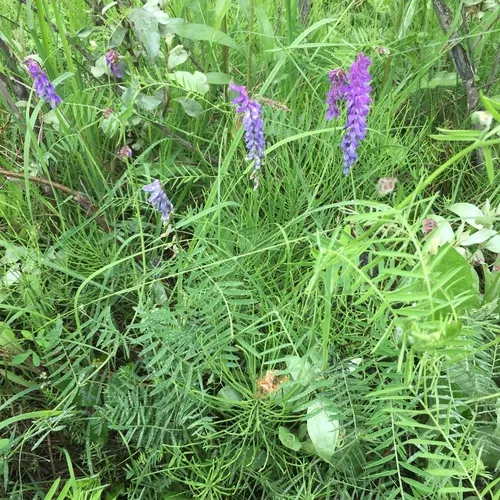 tufted vetch