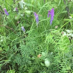 tufted vetch thumbnail 1