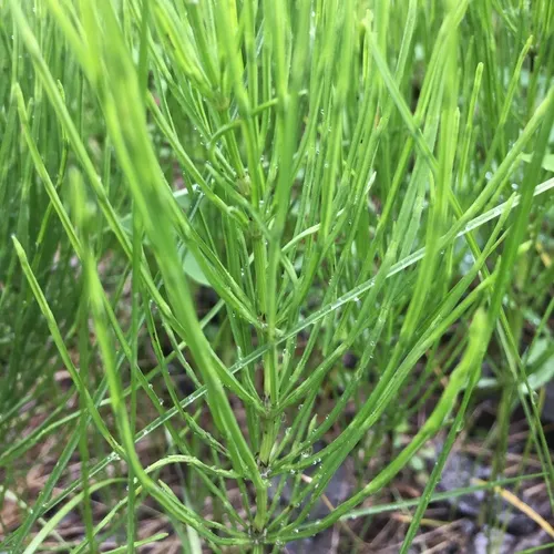 field horsetail