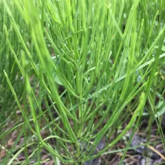 field horsetail thumbnail 1