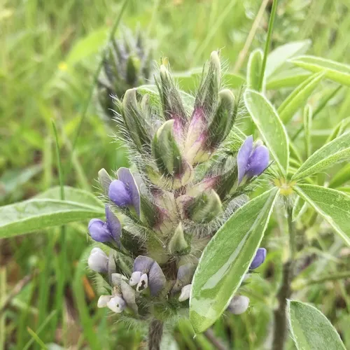 breadroot scurf pea