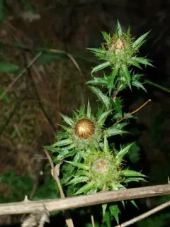 Carline Thistle thumbnail 3