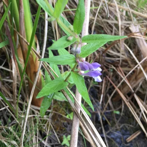 Marsh Skullcap
