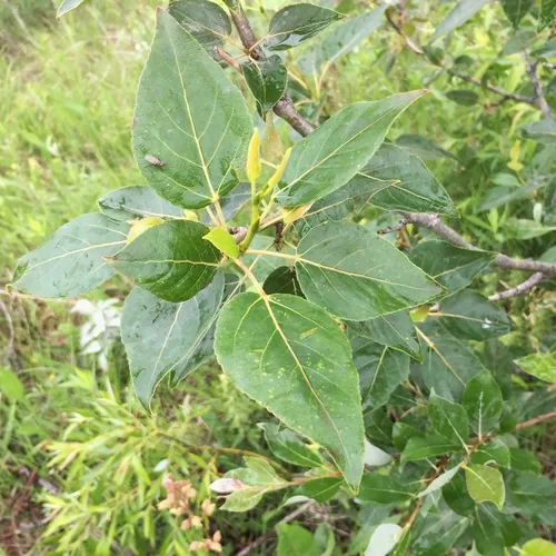 balsam poplar