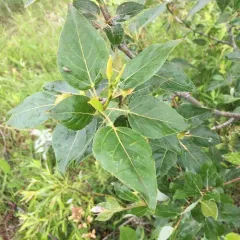 balsam poplar thumbnail 1