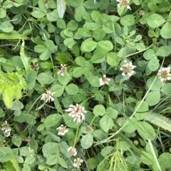 white clover thumbnail 2