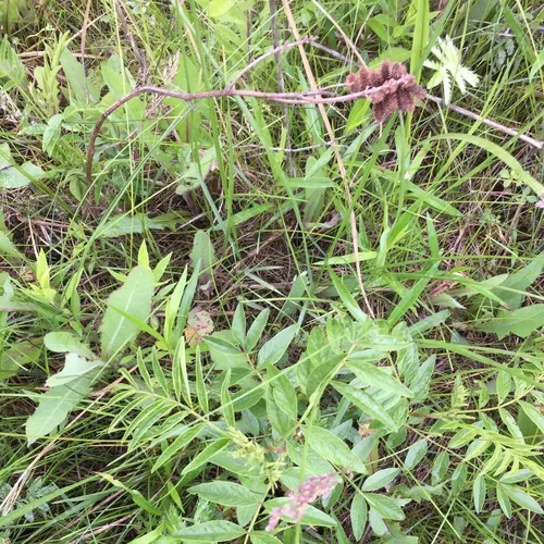 Wild Licorice