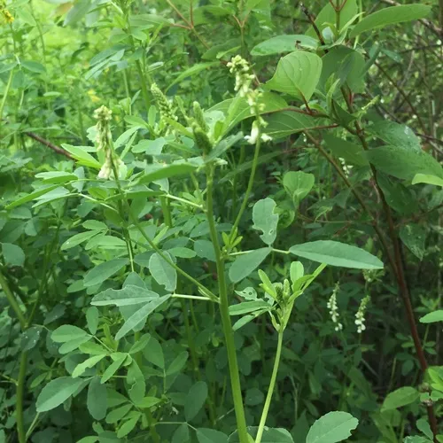 White Sweetclover