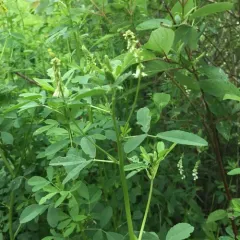 White Sweetclover thumbnail 1
