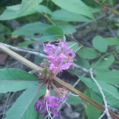 swamp loosestrife thumbnail 4