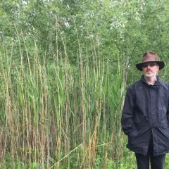 Common reed