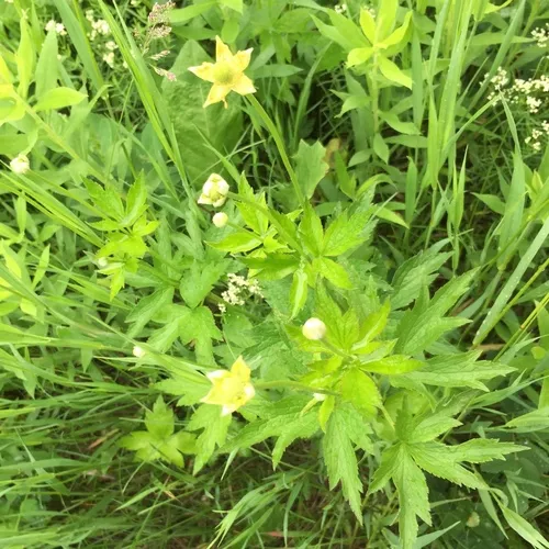 tall thimbleweed