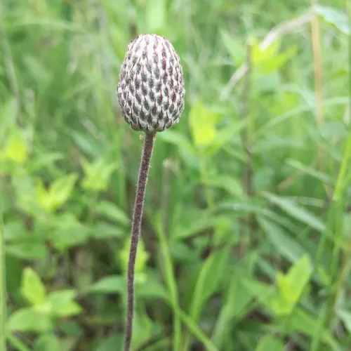 Cutleaf Anemone