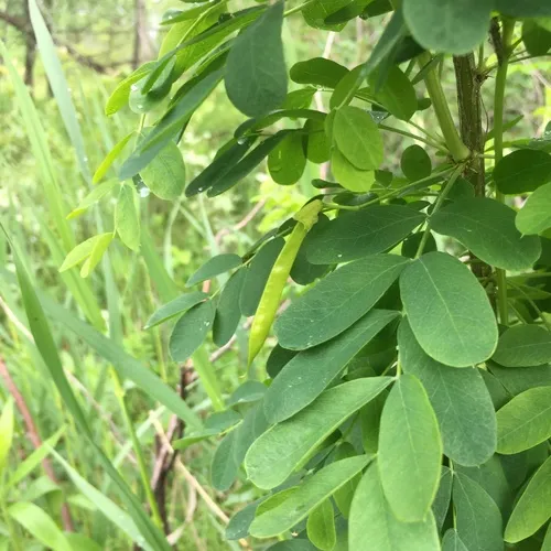 Siberian peashrub