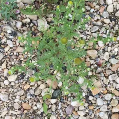 pineapple-weed thumbnail 2