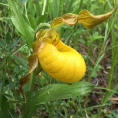 yellow lady's slipper thumbnail 1