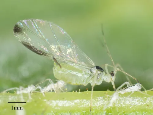 Spot-winged Raspberry Aphid