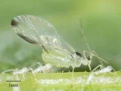 Spot-winged Raspberry Aphid thumbnail 1