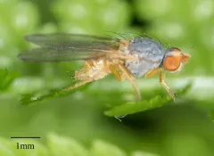 Palloptera claripennis thumbnail 1