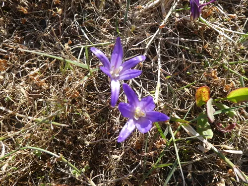 Dwarf Brodiaea