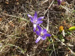 Dwarf Brodiaea thumbnail 1