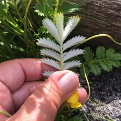 common silverweed thumbnail 3