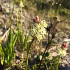 Sticky False Asphodel thumbnail 3