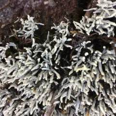 Waterfingers Lichen thumbnail 4