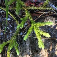 stag's-horn clubmoss thumbnail 4