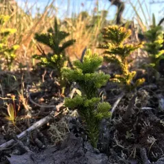 prickly tree-clubmoss thumbnail 3