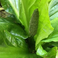 western skunk cabbage thumbnail 3