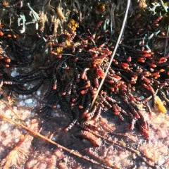 Purple Spoonwort thumbnail 3
