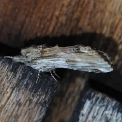 White-streaked Prominent thumbnail 4