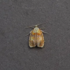 Blueberry Leaftier Moth thumbnail 3