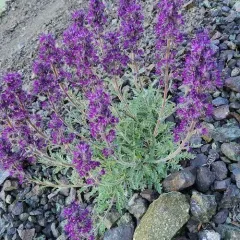 Silky Phacelia thumbnail 4