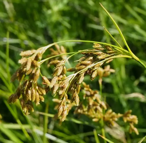 nodding bulrush