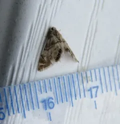 Eoparargyractis plevie thumbnail 3