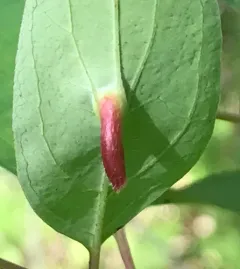 Craneiobia tuba thumbnail 2