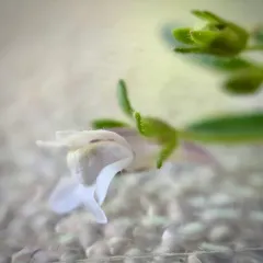 dwarf snapdragon thumbnail 2