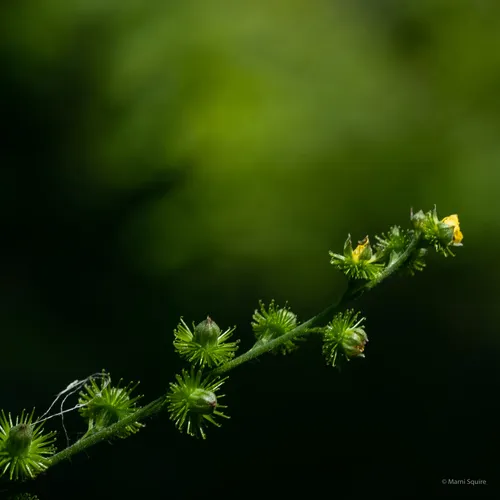 tall hairy agrimony
