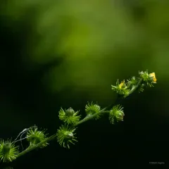 tall hairy agrimony thumbnail 1