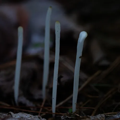 Fairy Fingers